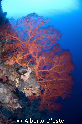 Soft Coral in Blue Corner
Ninon D70S - 10,5mm - DS125 by Alberto D'este 
